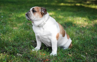 Funny English bulldog on green grass in park