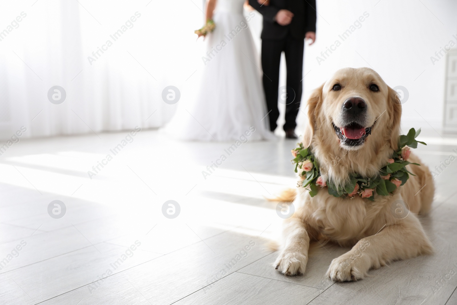 Photo of Adorable golden Retriever wearing wreath made of beautiful flowers on wedding. Space for text