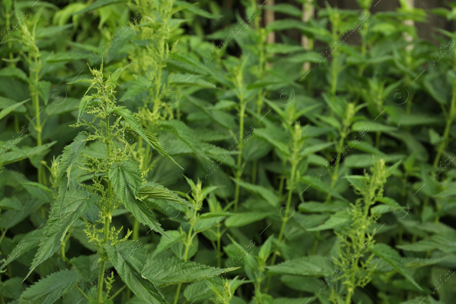 Photo of Beautiful green stinging nettle plants growing outdoors