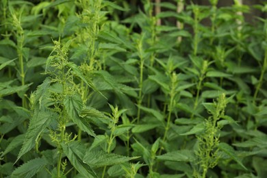 Beautiful green stinging nettle plants growing outdoors