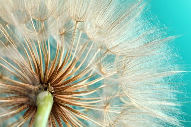 Beautiful fluffy dandelion flower on turquoise background, closeup
