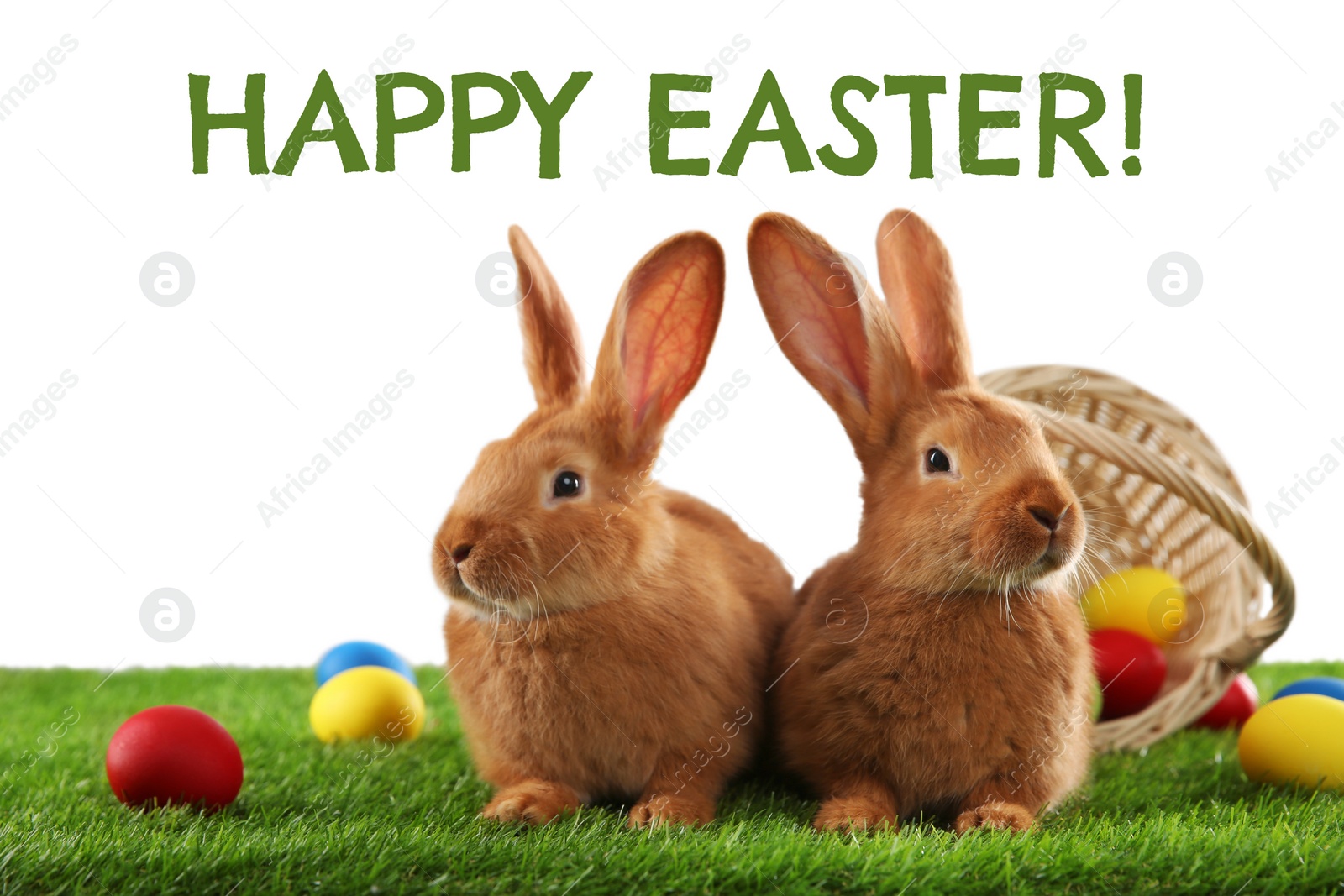 Image of Happy Easter! Cute bunnies and dyed eggs on green grass against white background