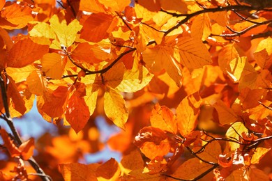 Image of Tree with beautiful orange leaves outdoors on sunny autumn day, closeup