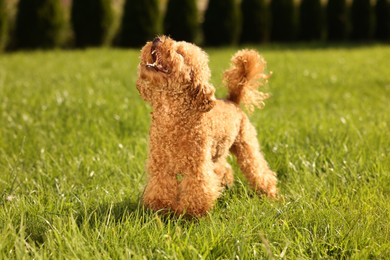 Cute Maltipoo dog on green lawn outdoors