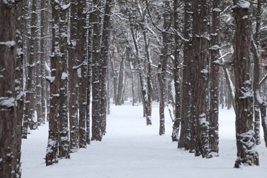 Picturesque view of beautiful forest covered with snow