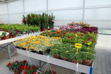 Photo of Different beautiful blooming potted plants in garden center