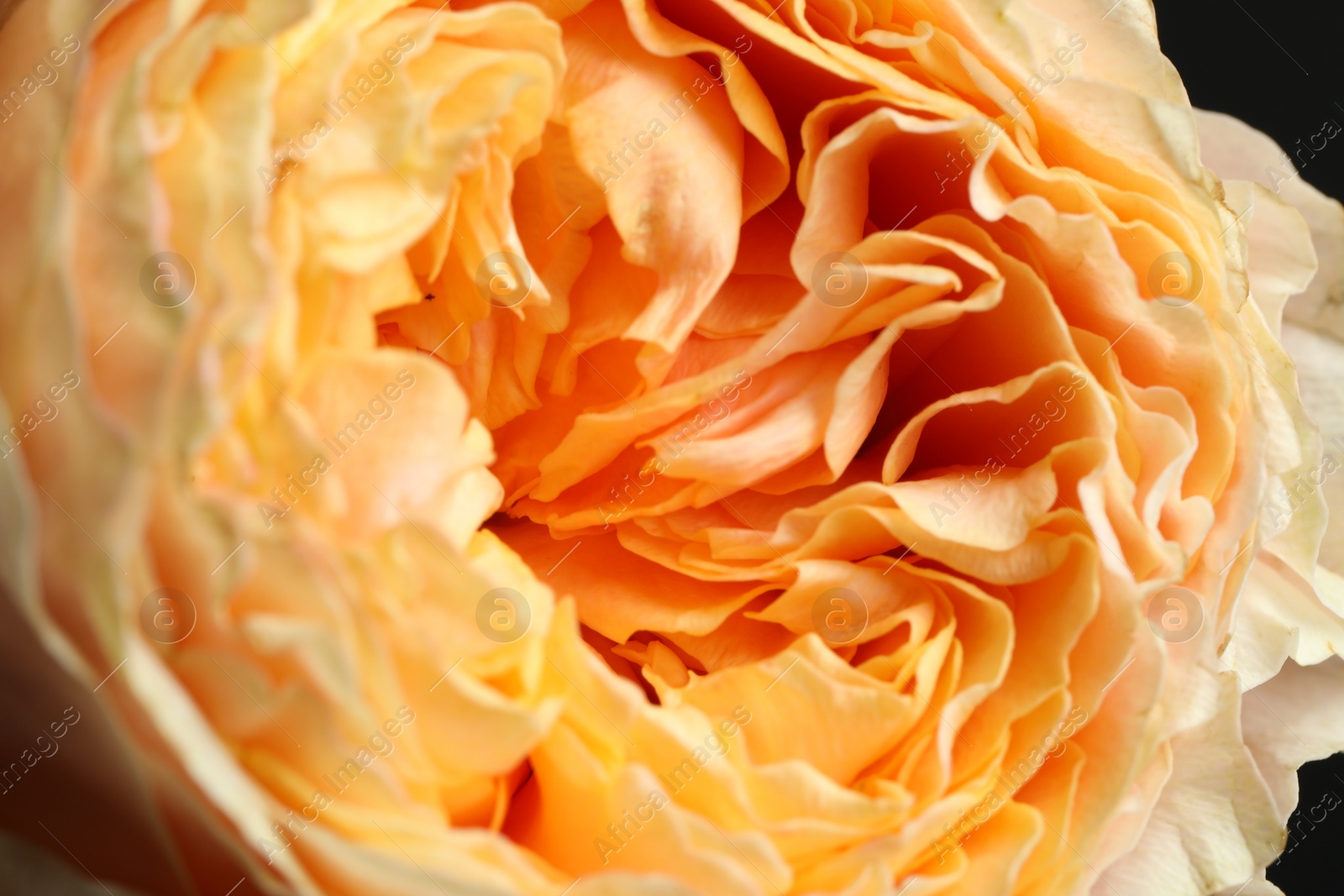 Photo of Closeup view of beautiful blooming rose as background. Floral decor