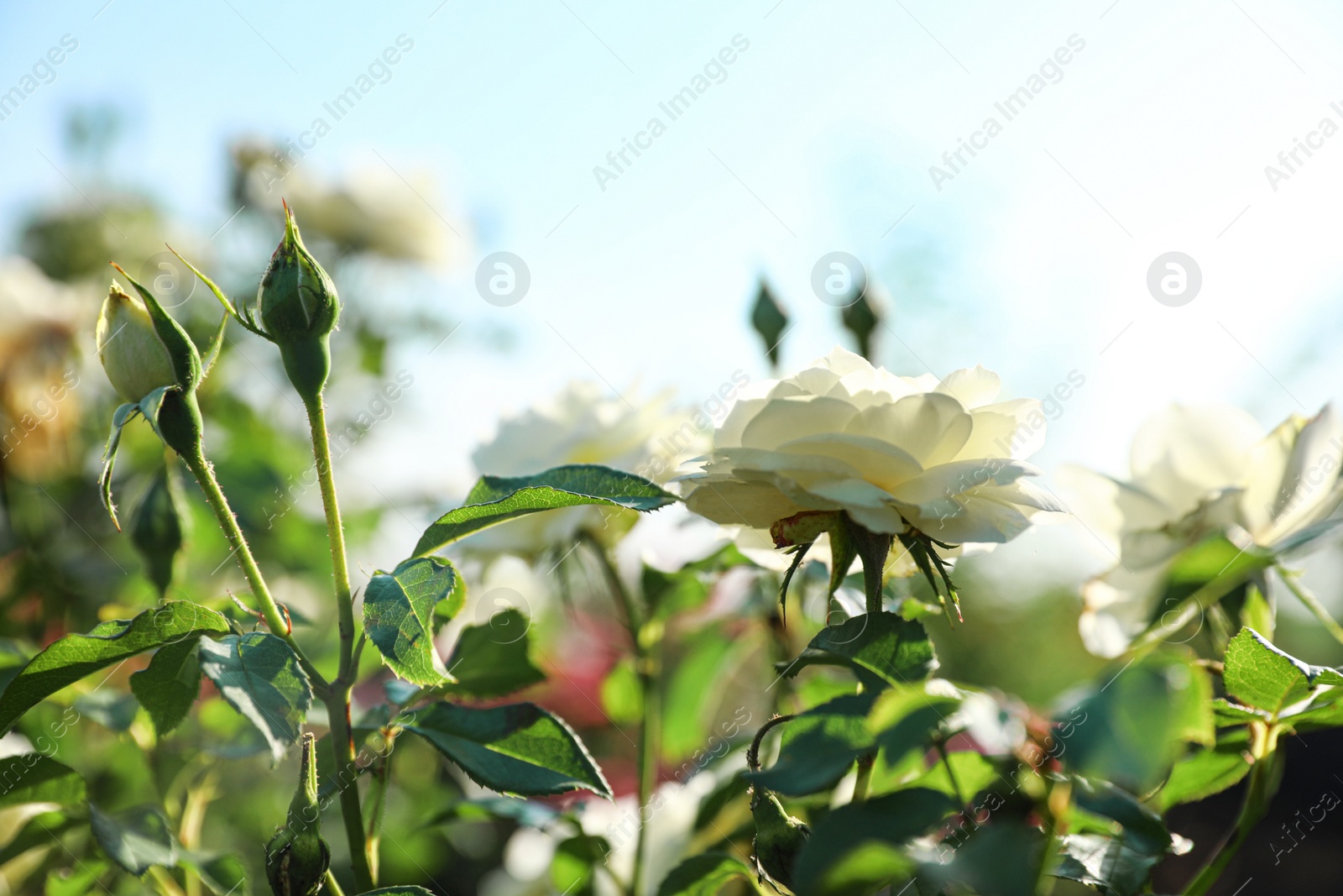 Photo of Green bush with beautiful roses in blooming garden on sunny day