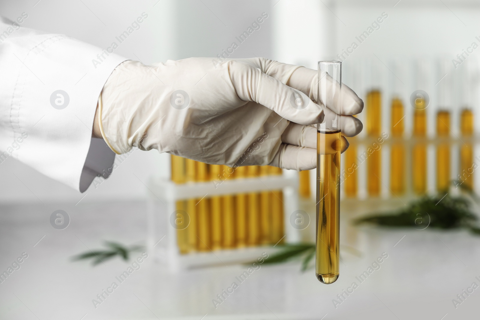 Photo of Doctor holding test tube with urine sample for hemp analysis over table, closeup