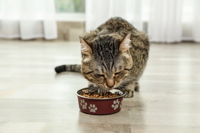 Photo of Cute tabby cat eating dry food on floor indoors. Friendly pet