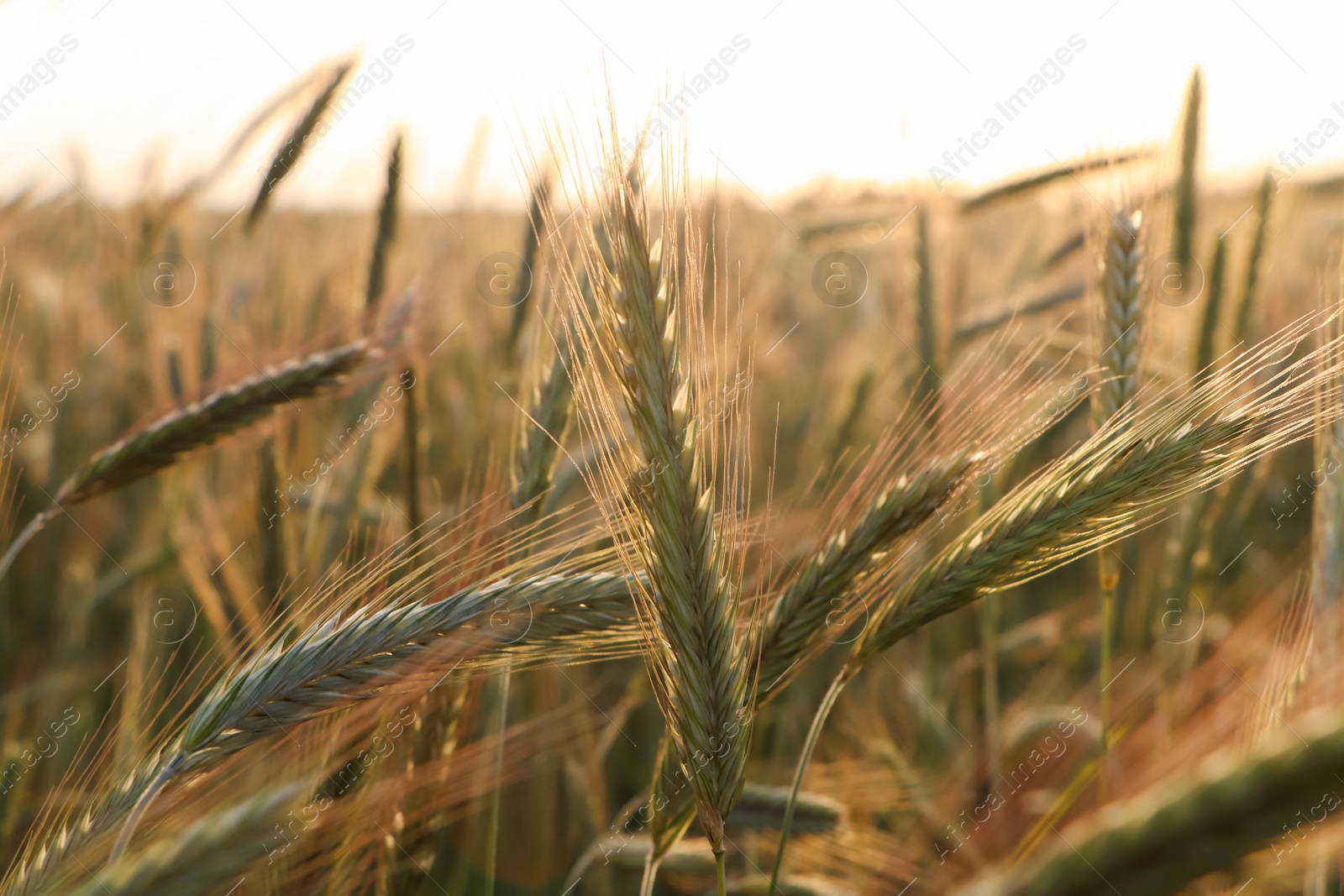 Photo of Beautiful agricultural field with ripening wheat, closeup