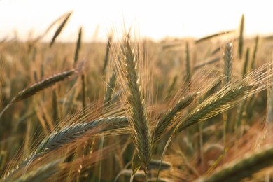 Beautiful agricultural field with ripening wheat, closeup