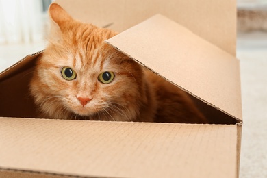 Photo of Adorable red cat in cardboard box indoors