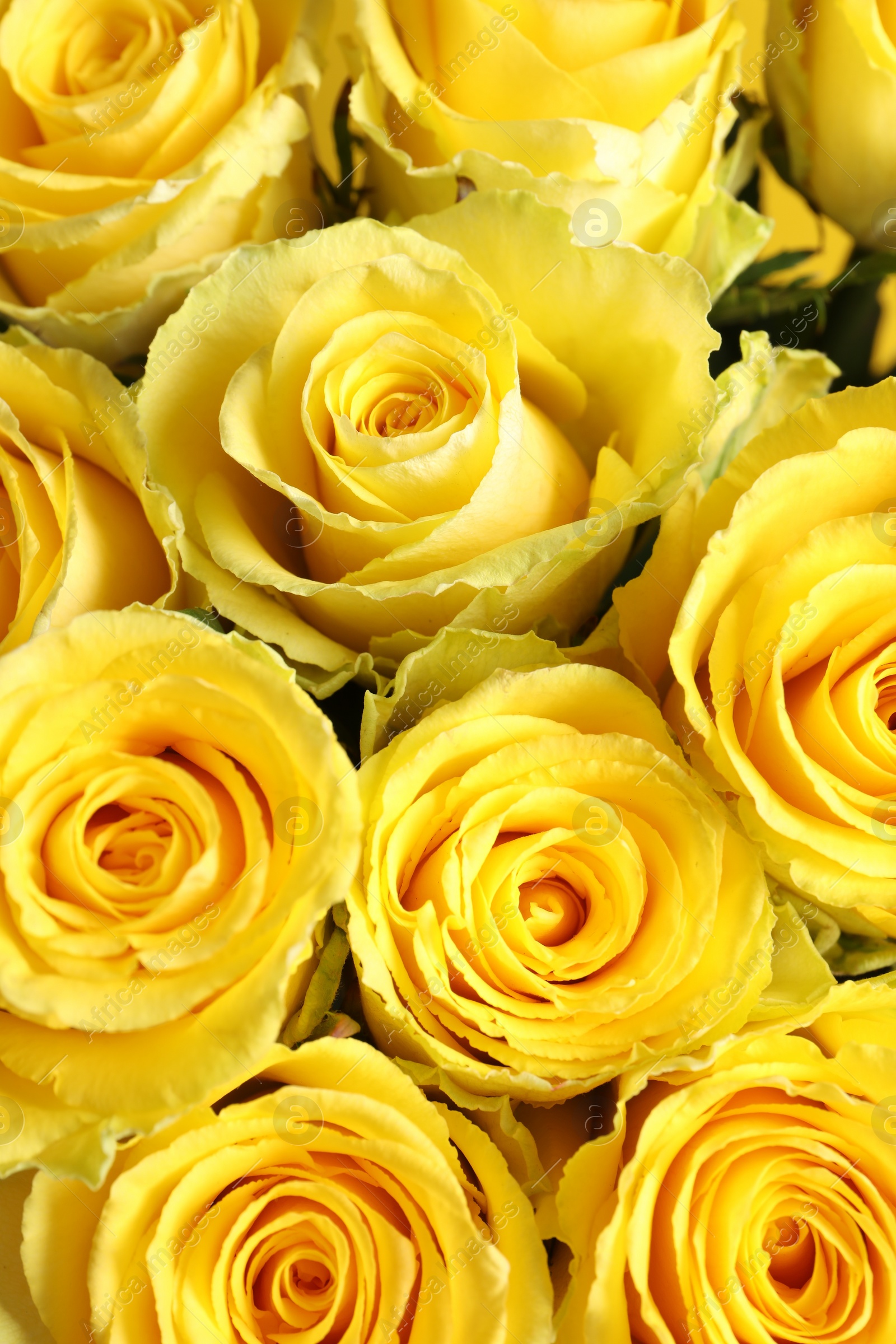 Photo of Beautiful bouquet of yellow roses as background, top view