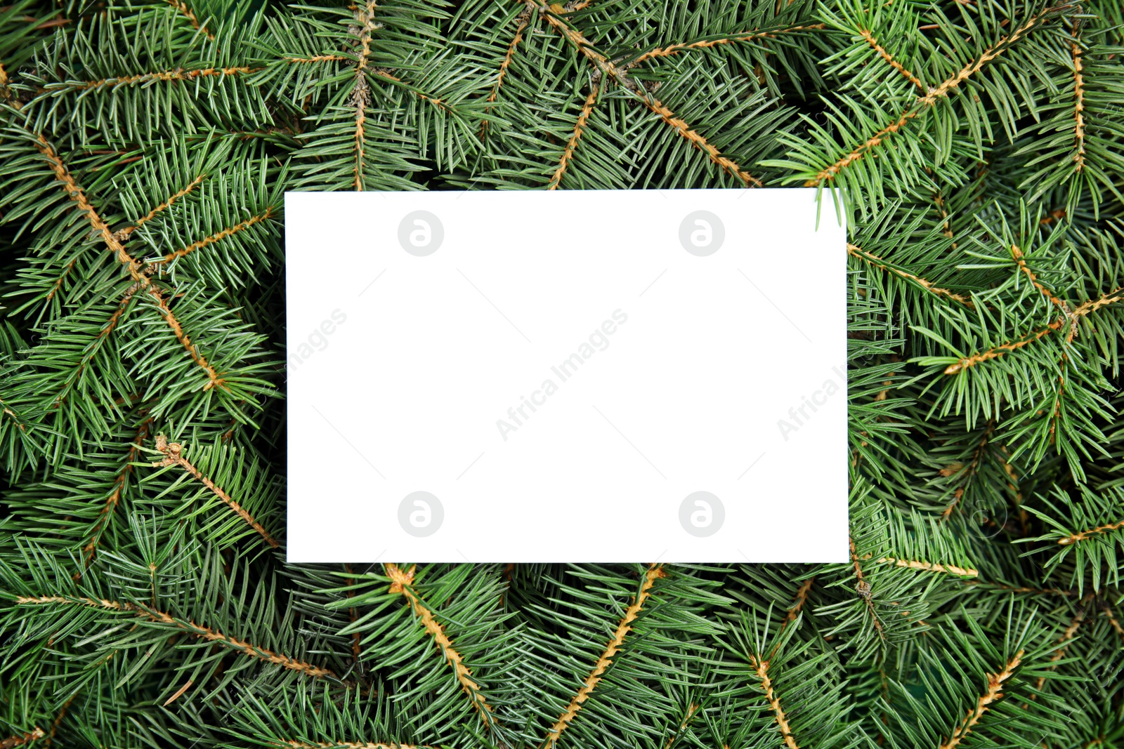 Photo of Blank paper sheet on Christmas tree branches as background