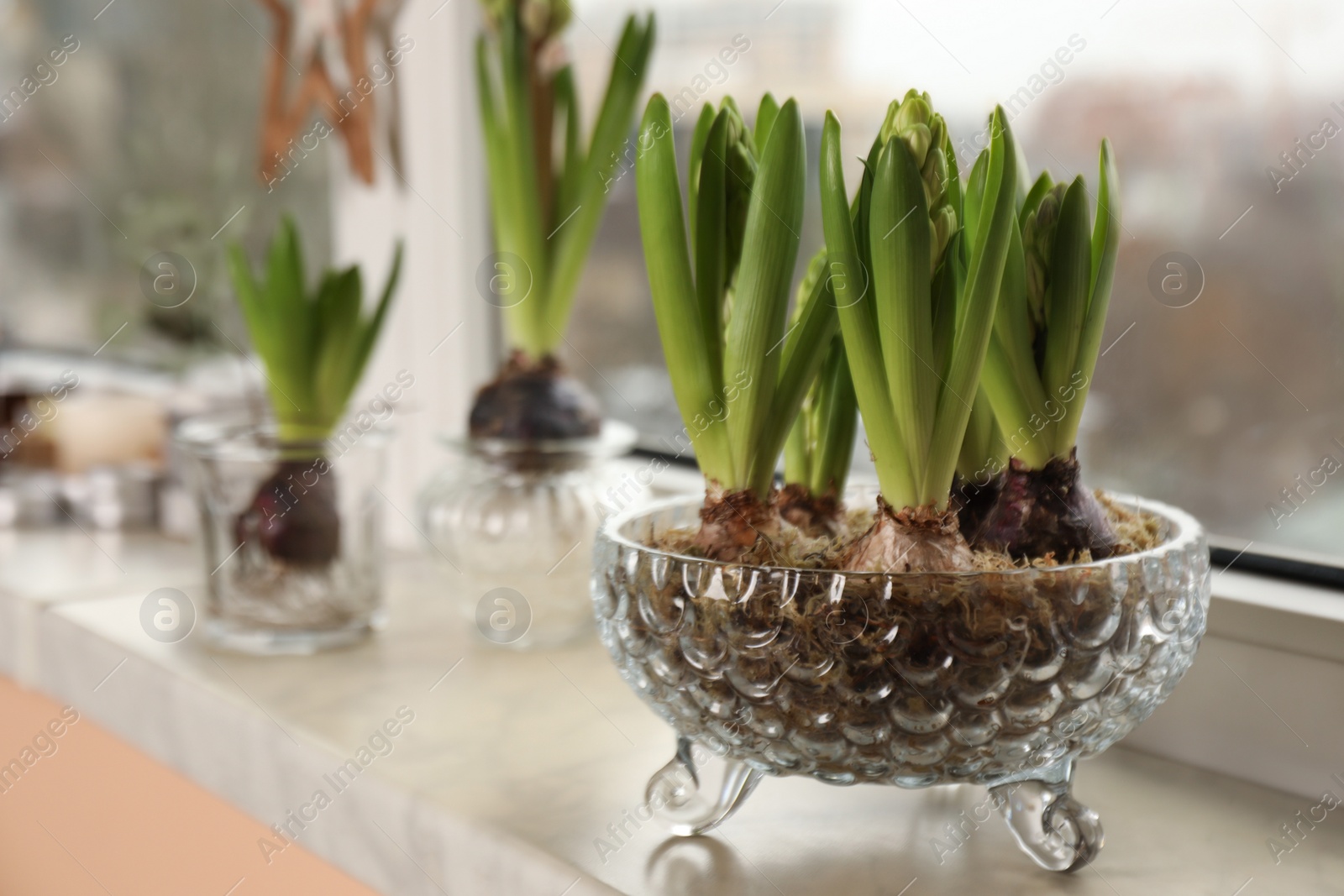 Photo of Spring is coming. Beautiful bulbous plants on windowsill indoors