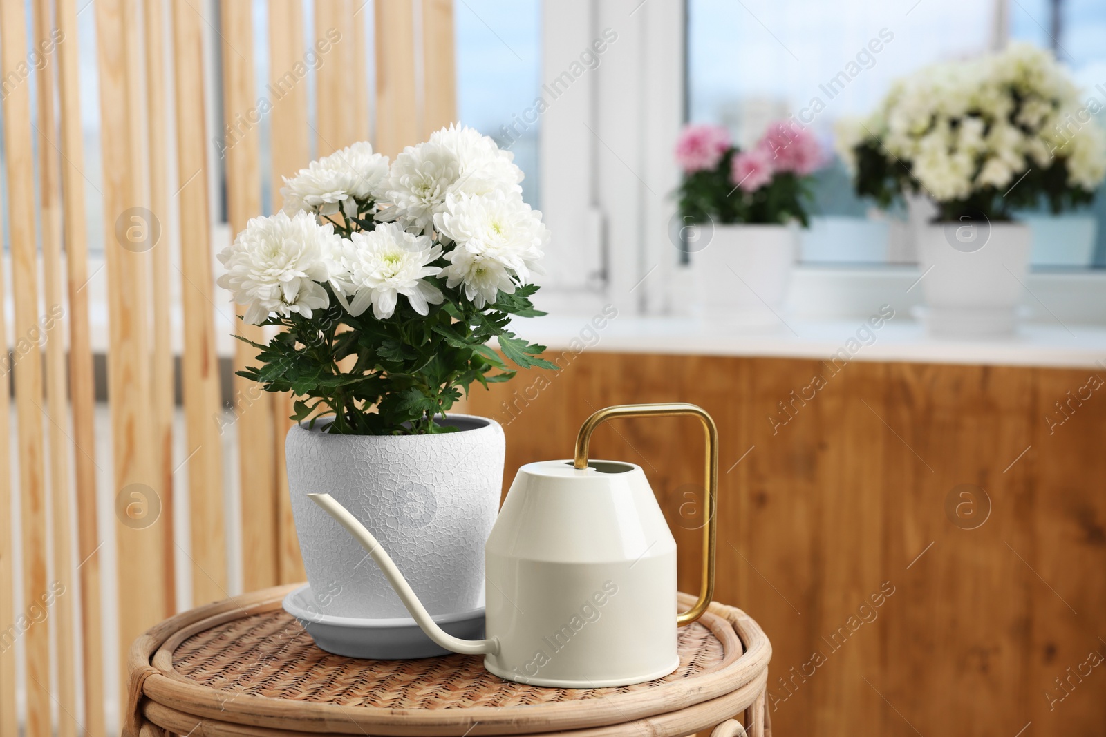 Photo of Beautiful chrysanthemum plant in flower pot and watering can on wooden table indoors. Space for text