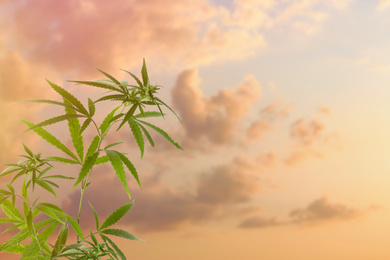 Image of Green hemp plant against sky with clouds. Space for text