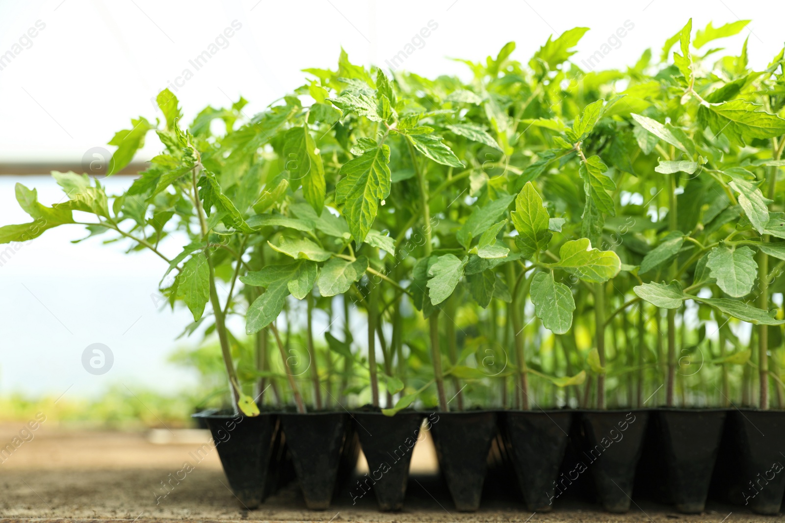 Photo of Many green tomato plants in seedling tray on table