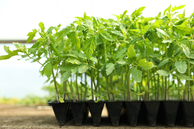 Many green tomato plants in seedling tray on table