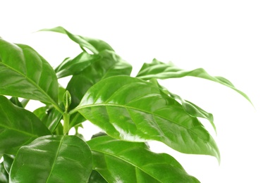 Photo of Fresh coffee green leaves on white background, closeup