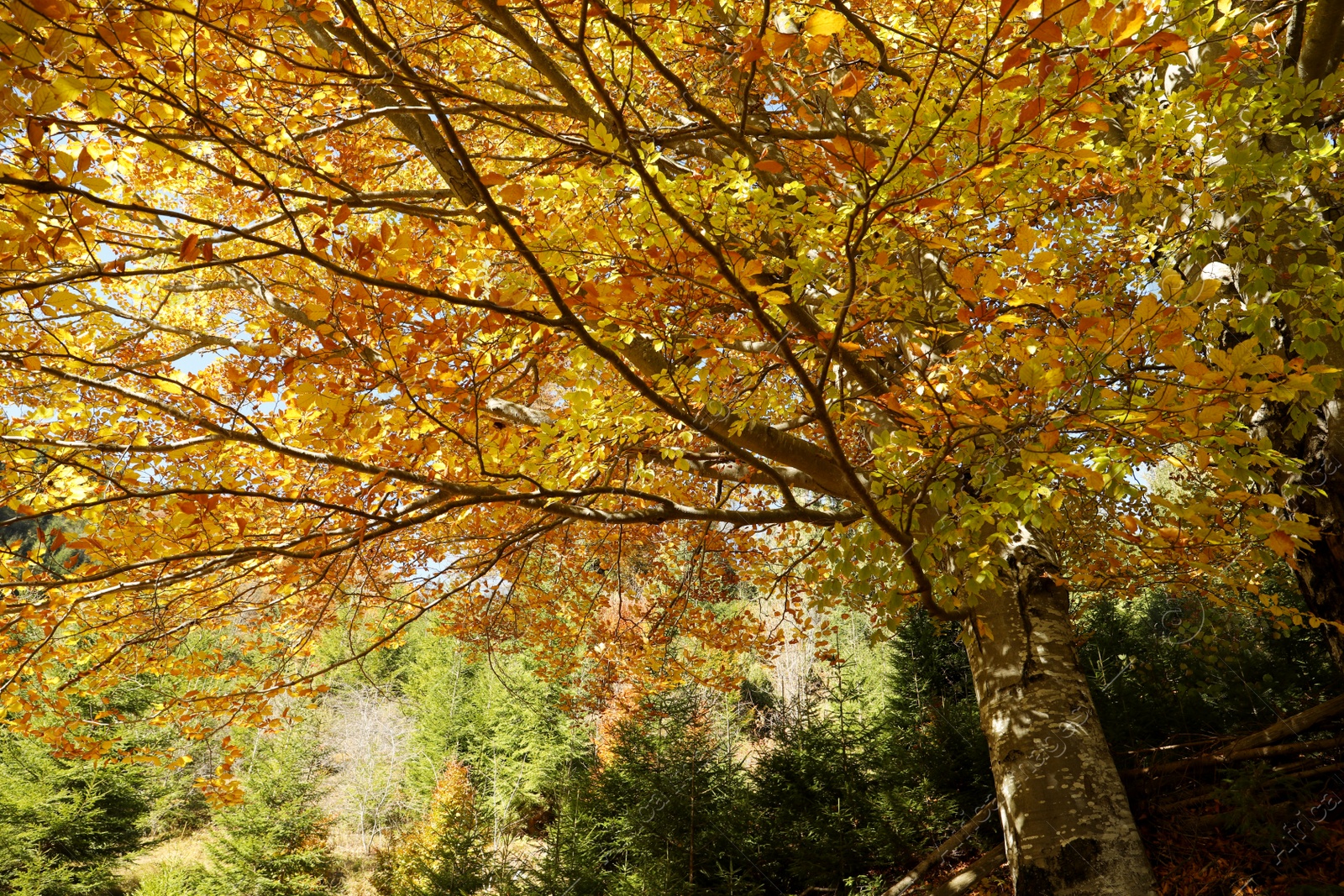 Photo of Beautiful tree with bright golden leaves in autumn