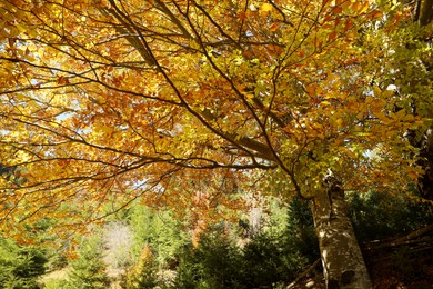 Beautiful tree with bright golden leaves in autumn