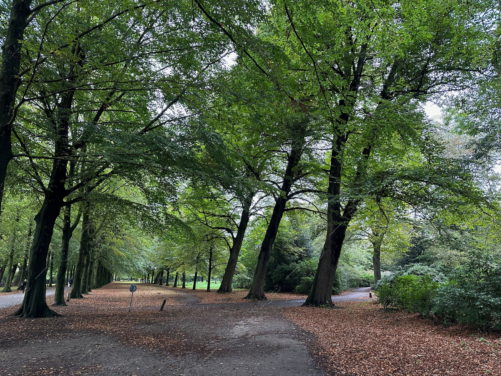 Photo of Many high green trees and pathway in beautiful park