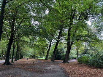 Photo of Many high green trees and pathway in beautiful park