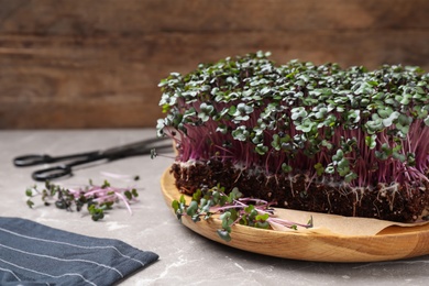 Photo of Fresh organic microgreen on light grey table