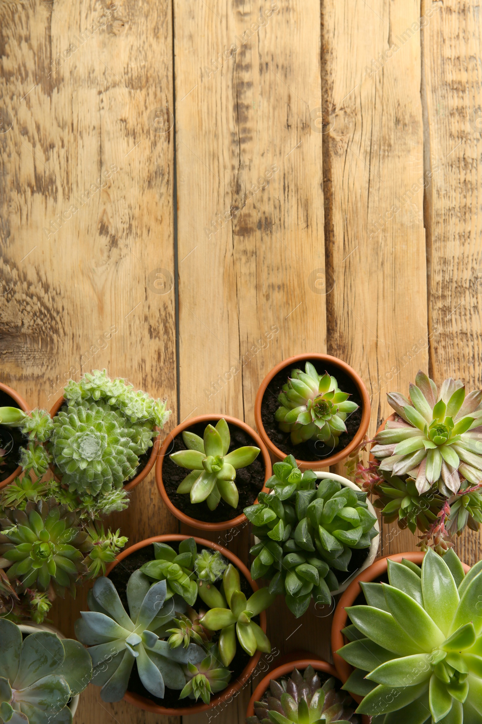 Photo of Many different echeverias on wooden table, flat lay with space for text. Beautiful succulent plants