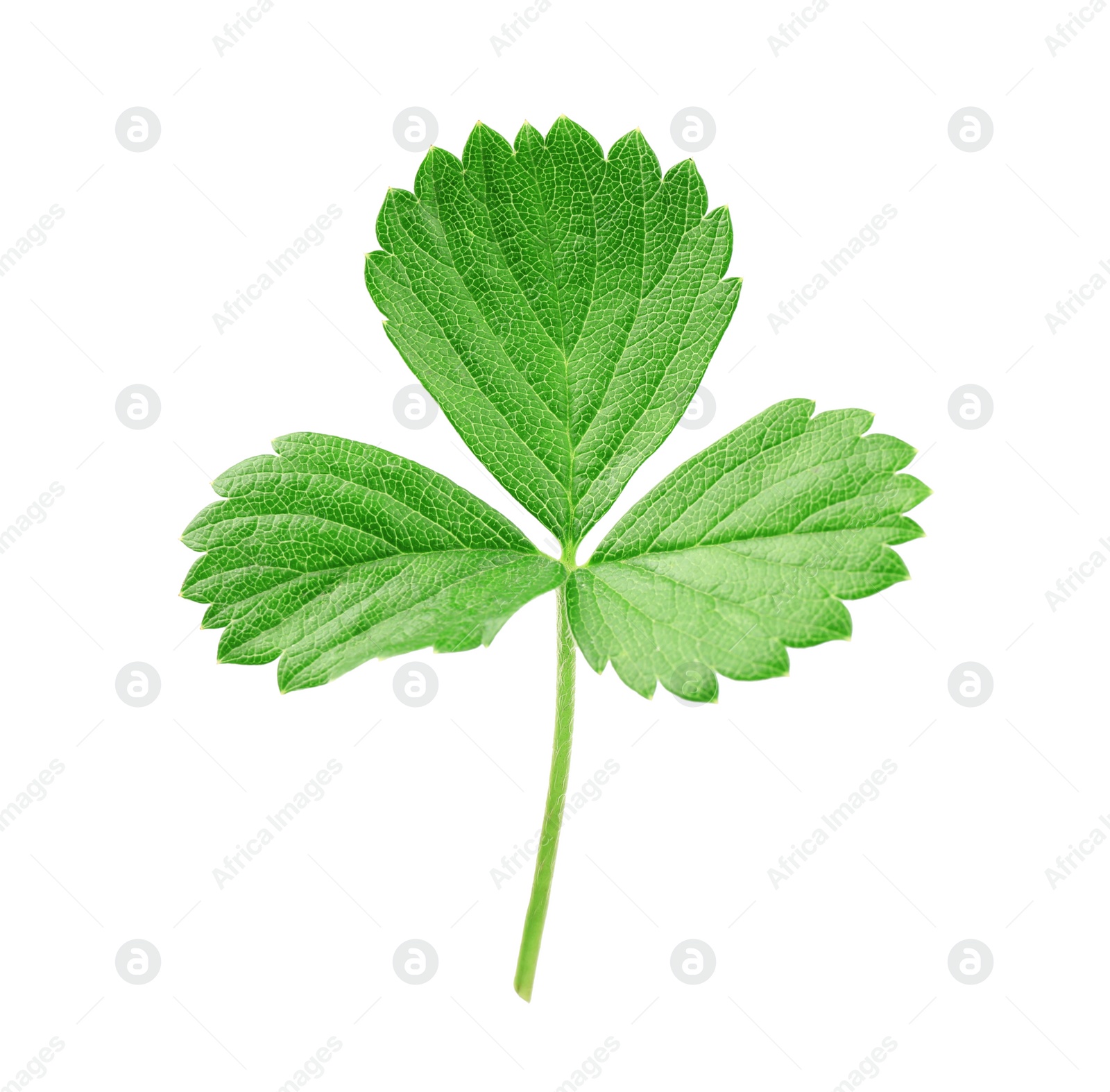 Photo of Fresh green strawberry leaf isolated on white
