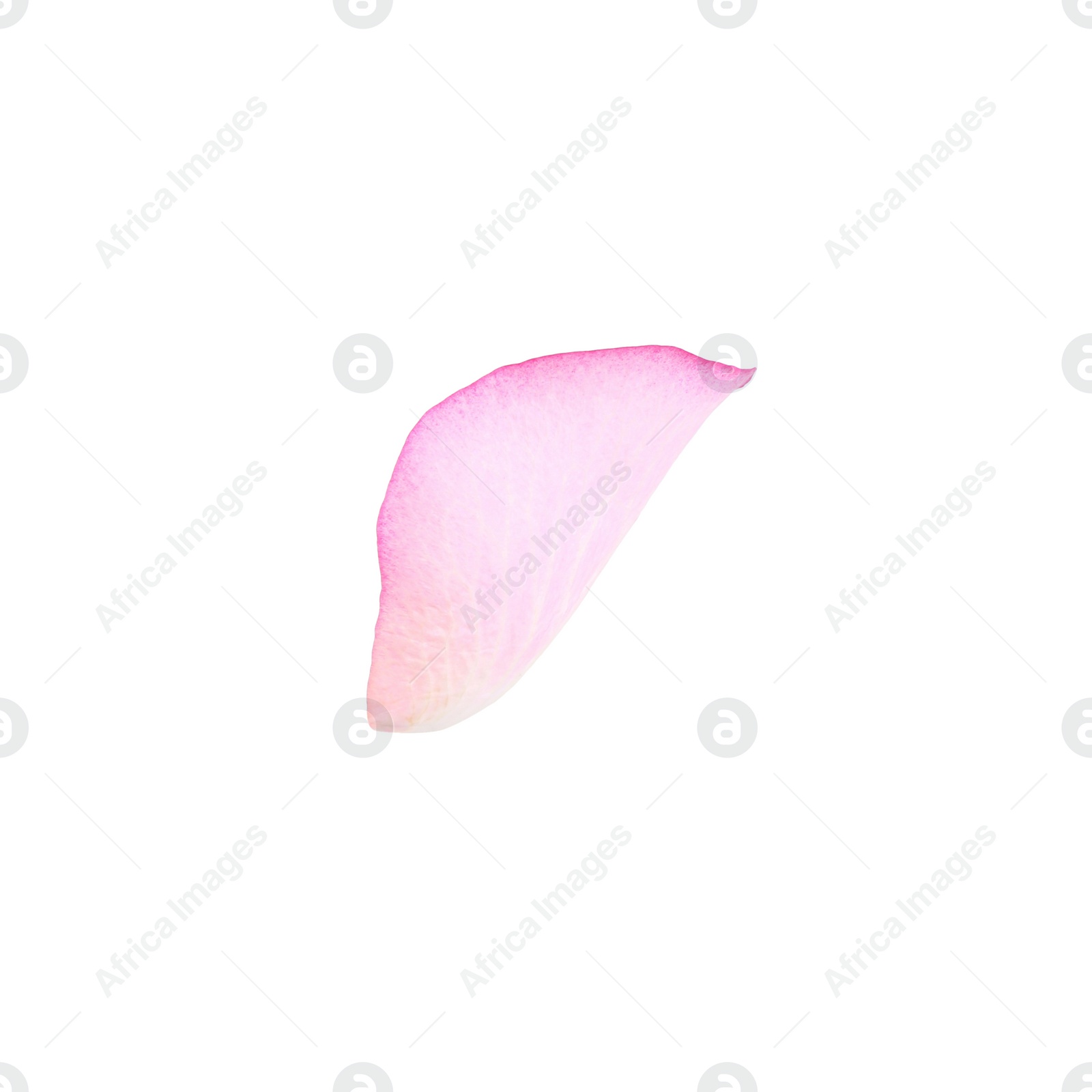 Photo of Tender pink rose petal isolated on white