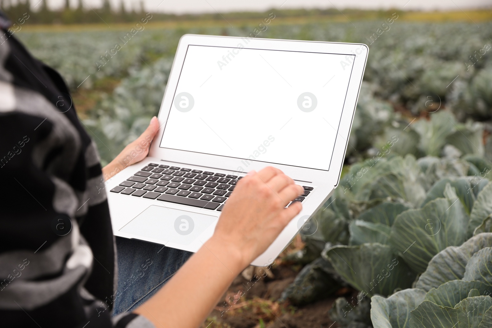Photo of Woman using laptop with blank screen in field, closeup. Agriculture technology