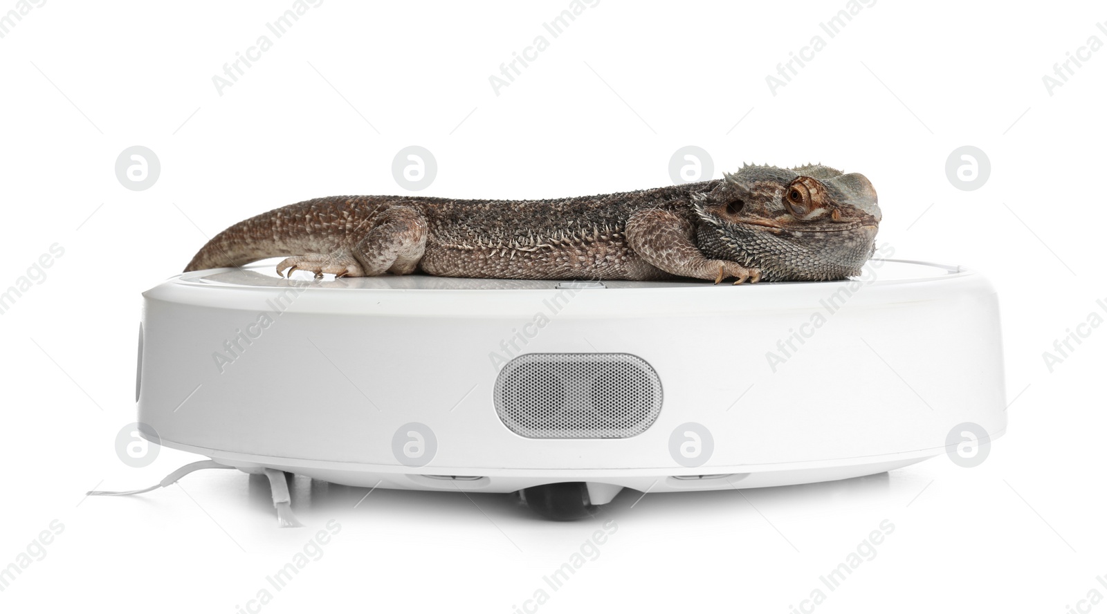 Photo of Robotic vacuum cleaner and bearded dragon lizard on white background