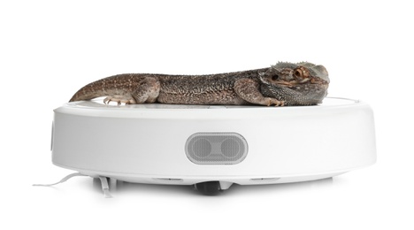 Robotic vacuum cleaner and bearded dragon lizard on white background