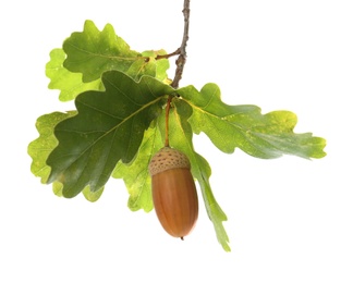 Oak branch with acorn and green leaves on white background