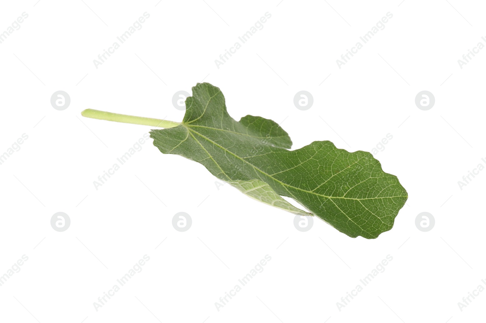 Photo of One green leaf of fig tree on white background