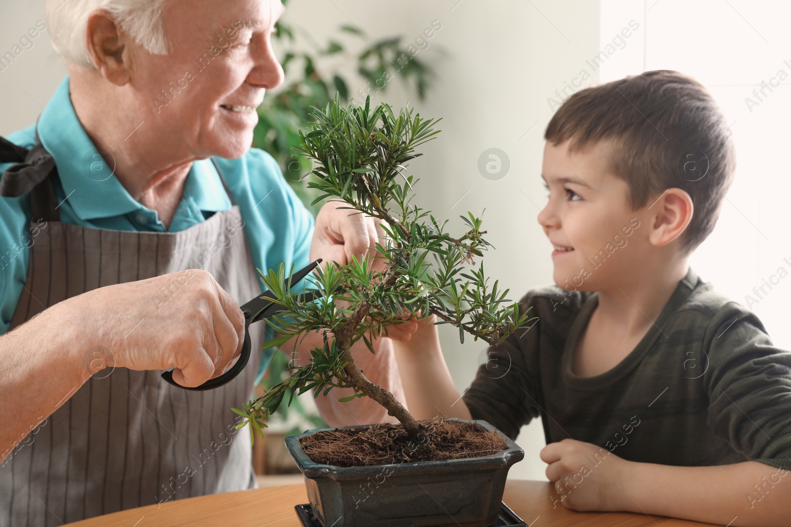 Photo of Senior man with little grandson taking care of Japanese bonsai plant indoors. Creating zen atmosphere at home