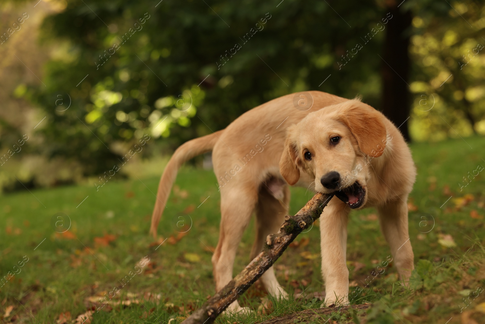 Photo of Cute Labrador Retriever puppy with stick on green grass in park, space for text