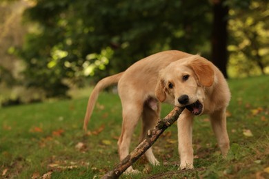 Photo of Cute Labrador Retriever puppy with stick on green grass in park, space for text