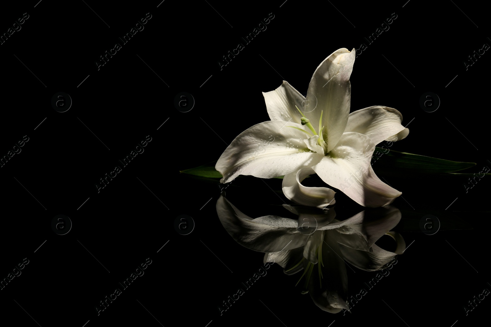 Photo of Beautiful lily on dark background with space for text. Funeral flower