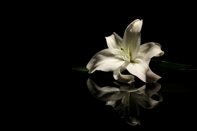 Photo of Beautiful lily on dark background with space for text. Funeral flower