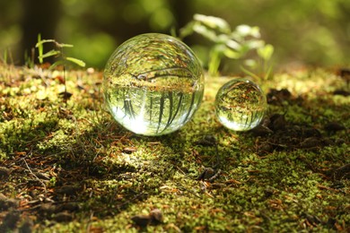 Photo of Beautiful green trees outdoors, overturned reflection. Crystal balls in forest