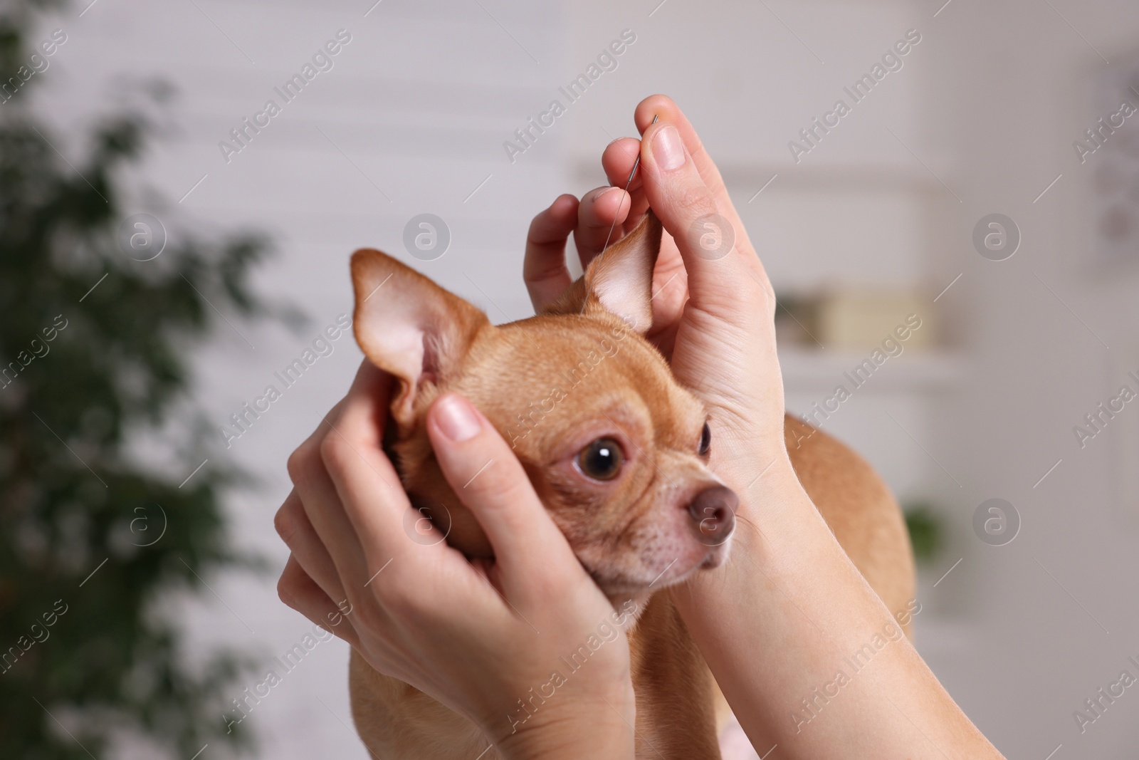 Photo of Veterinary holding acupuncture needle near dog's head in clinic, closeup. Animal treatment