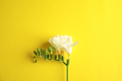 Photo of Beautiful freesia with fragrant flowers on color background, top view