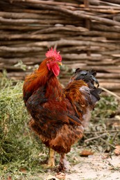 Photo of Beautiful red rooster in zoo. Domestic bird
