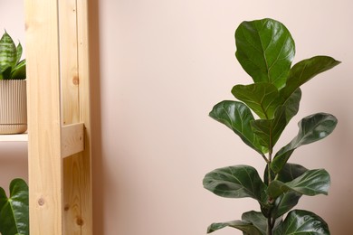 Photo of Beautiful ficus and houseplants in pots near beige wall