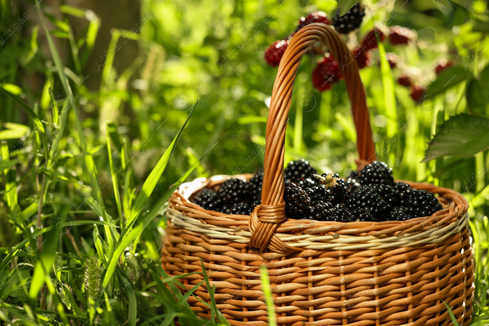 Photo of Wicker basket with ripe blackberries on green grass outdoors, closeup. Space for text