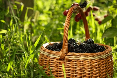 Photo of Wicker basket with ripe blackberries on green grass outdoors, closeup. Space for text